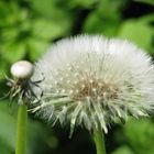 Pusteblume