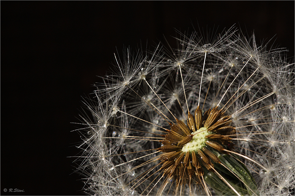 Pusteblume