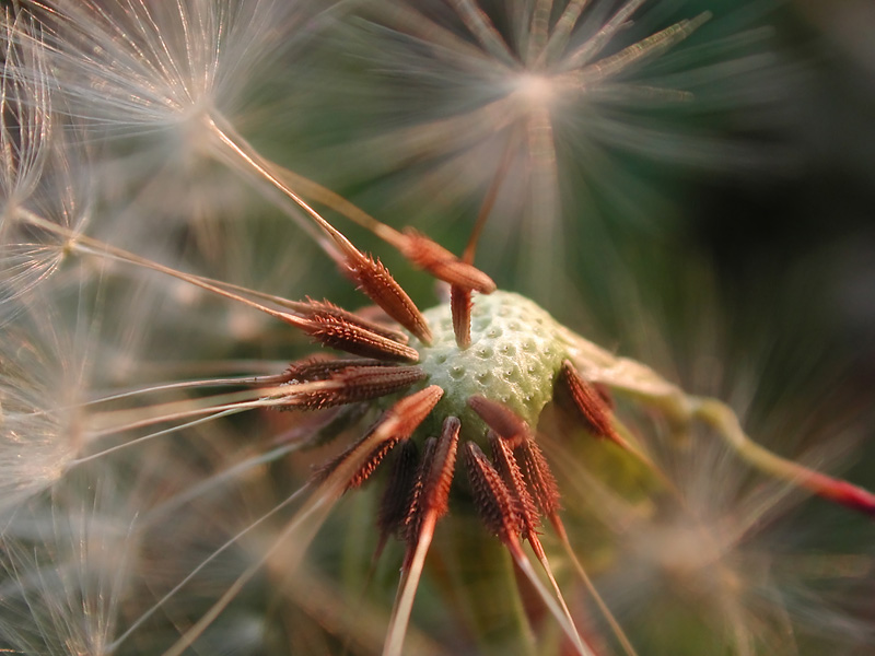 Pusteblume