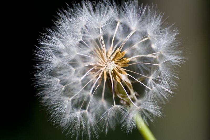 Pusteblume