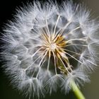 Pusteblume