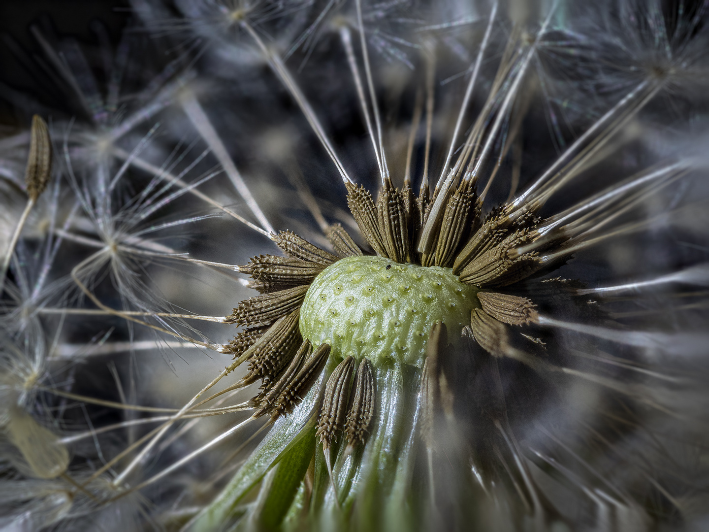 Pusteblume