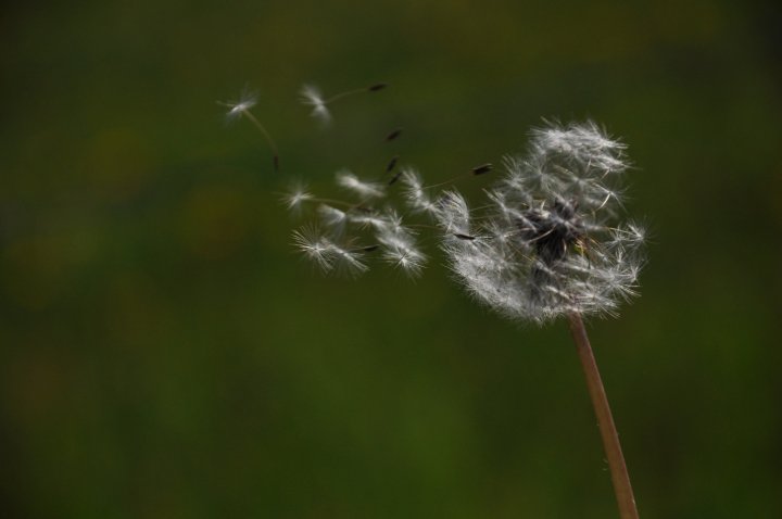 Pusteblume