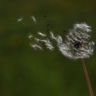 Pusteblume