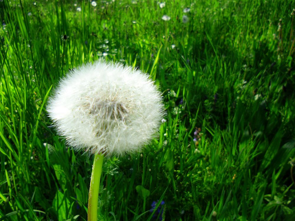 Pusteblume