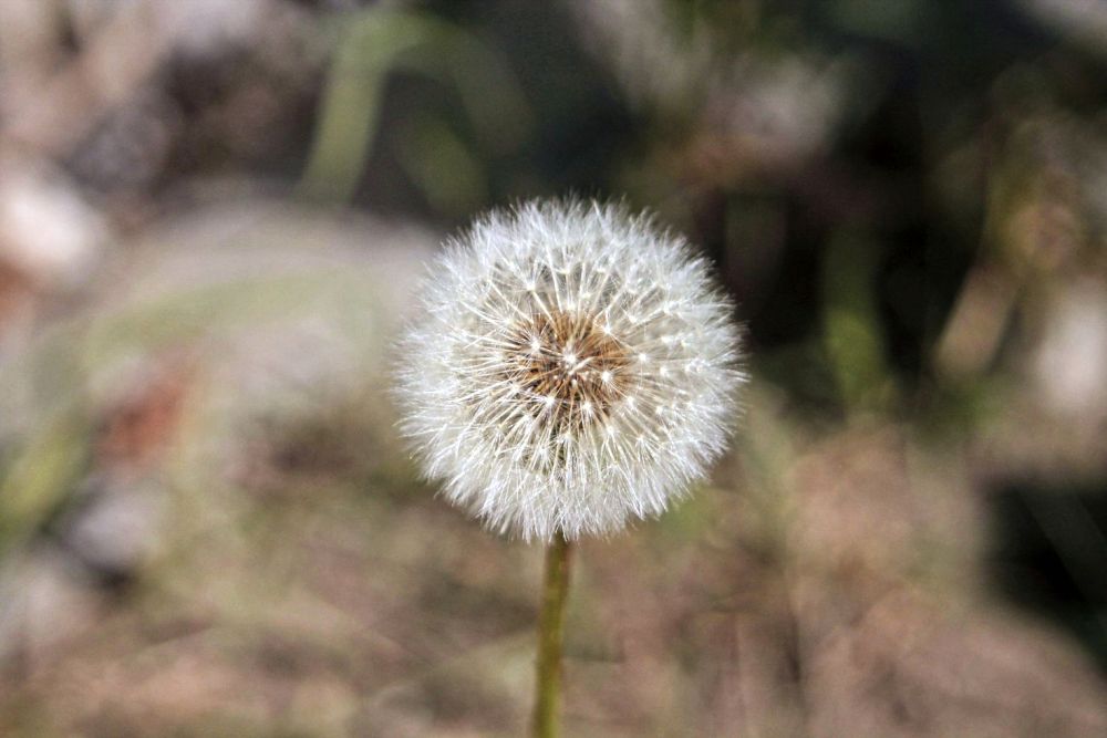 Pusteblume