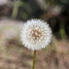 Pusteblume