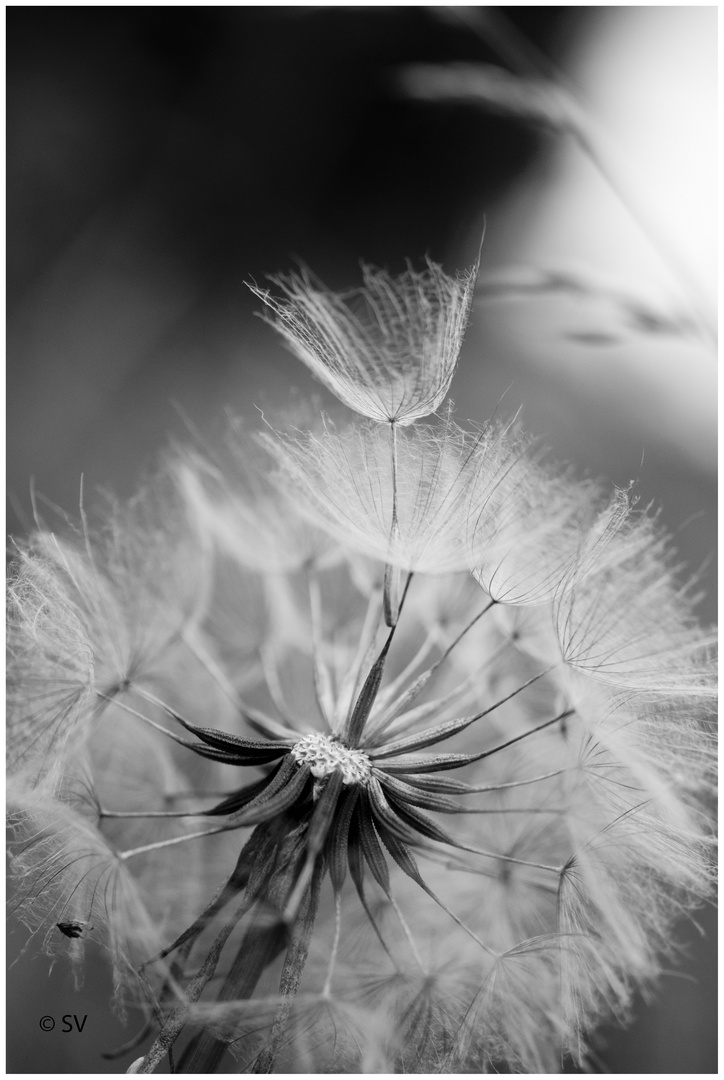 Pusteblume