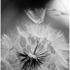 Pusteblume