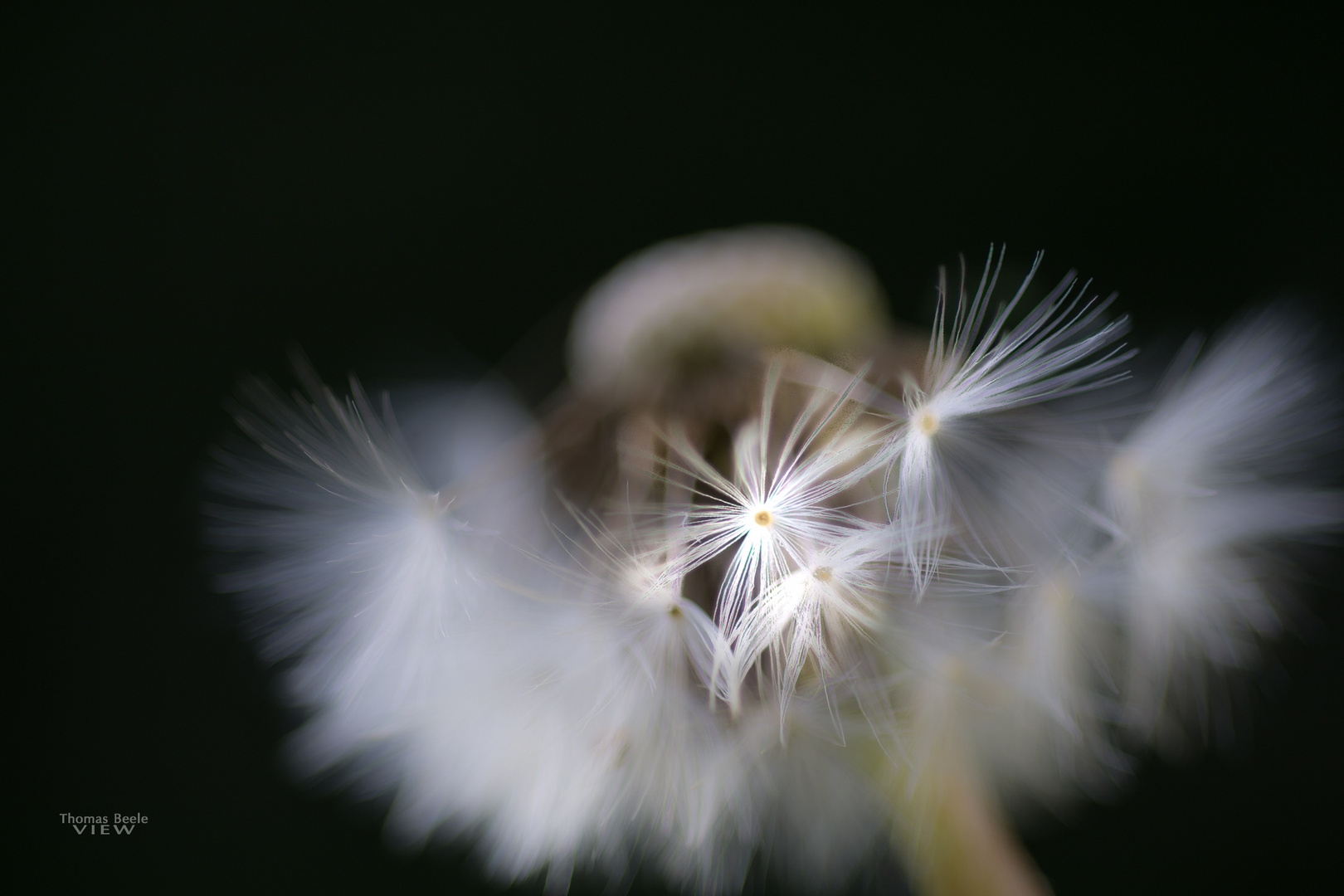 Pusteblume