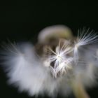 Pusteblume