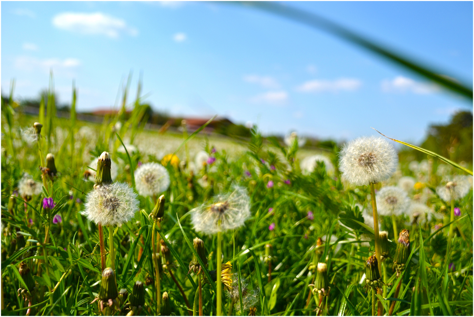 Pusteblume