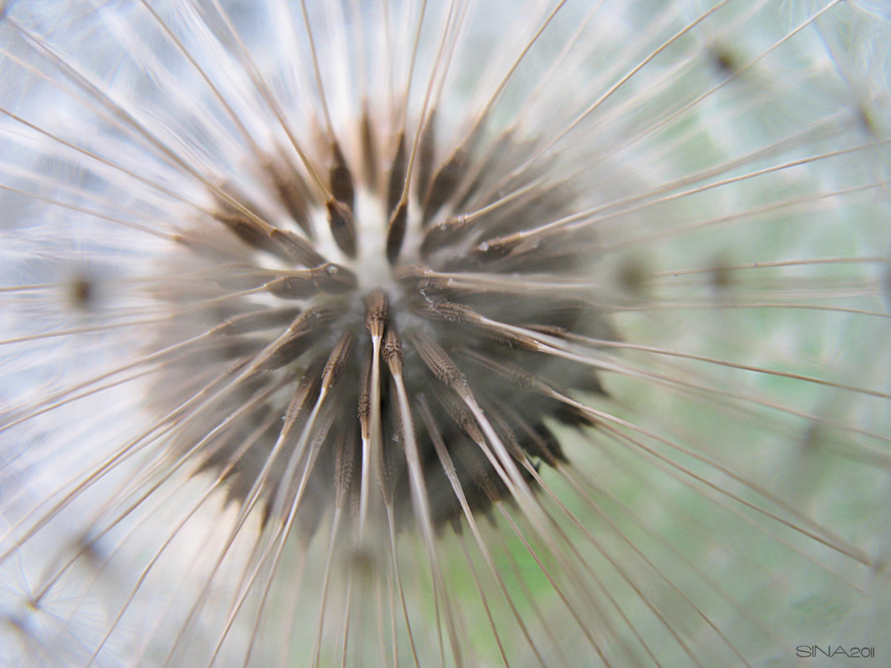 pusteblume