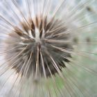 pusteblume