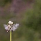 Pusteblume