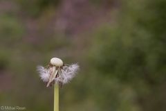 Pusteblume