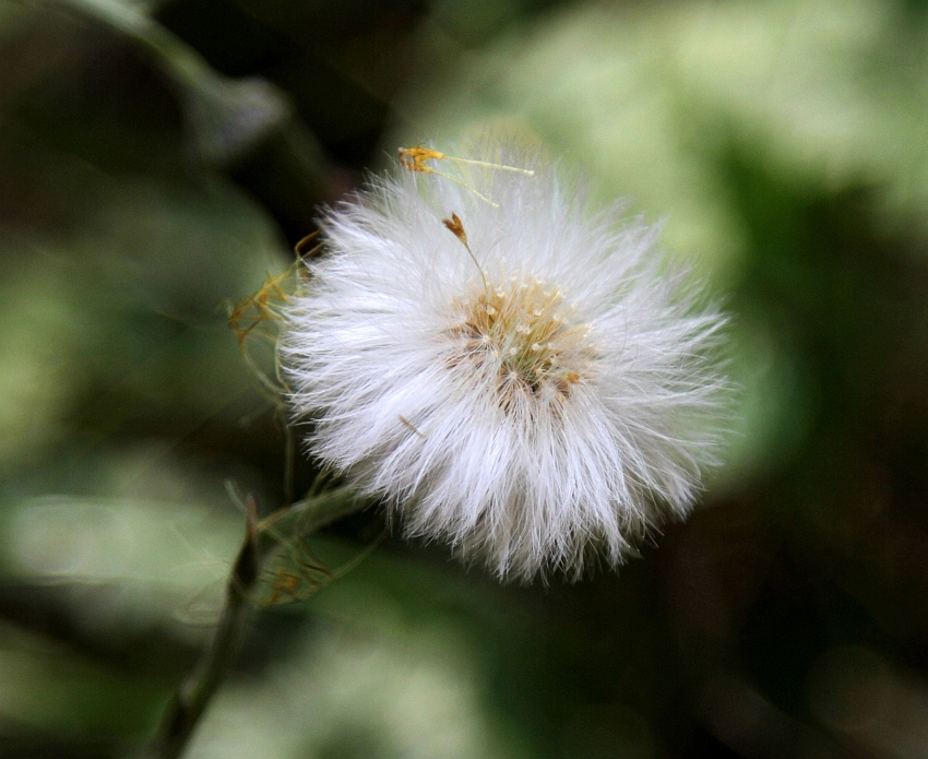 Pusteblume