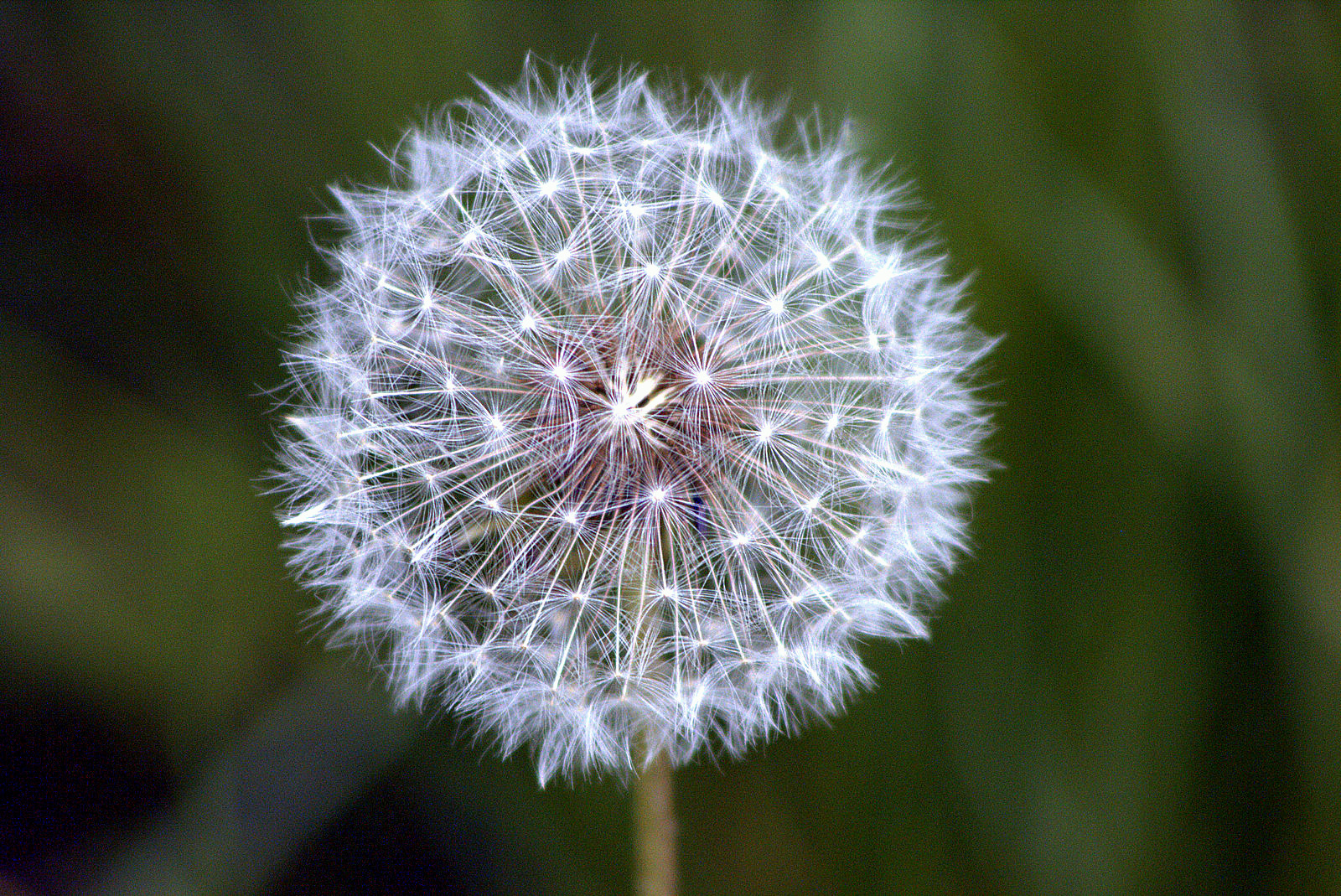 Pusteblume