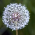 Pusteblume