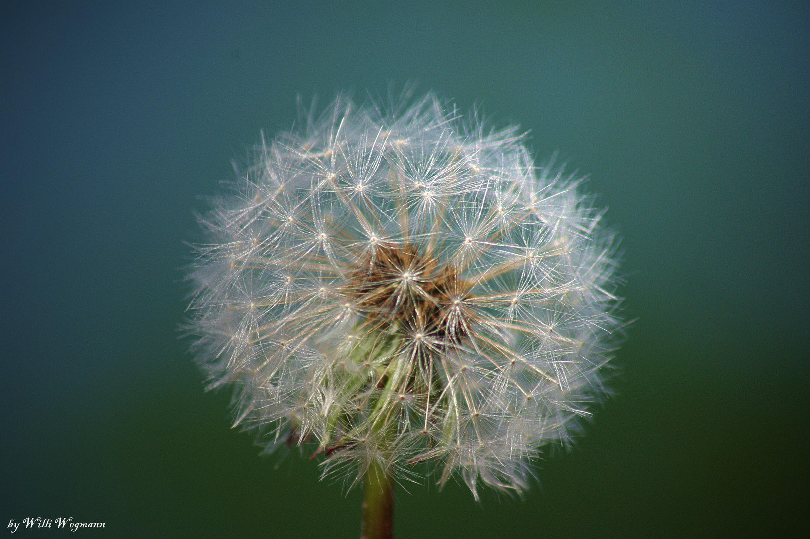 Pusteblume