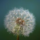 Pusteblume