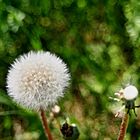 PusteBlume