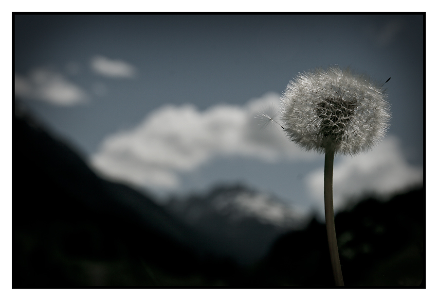 ... pusteblume ...