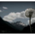 ... pusteblume ...