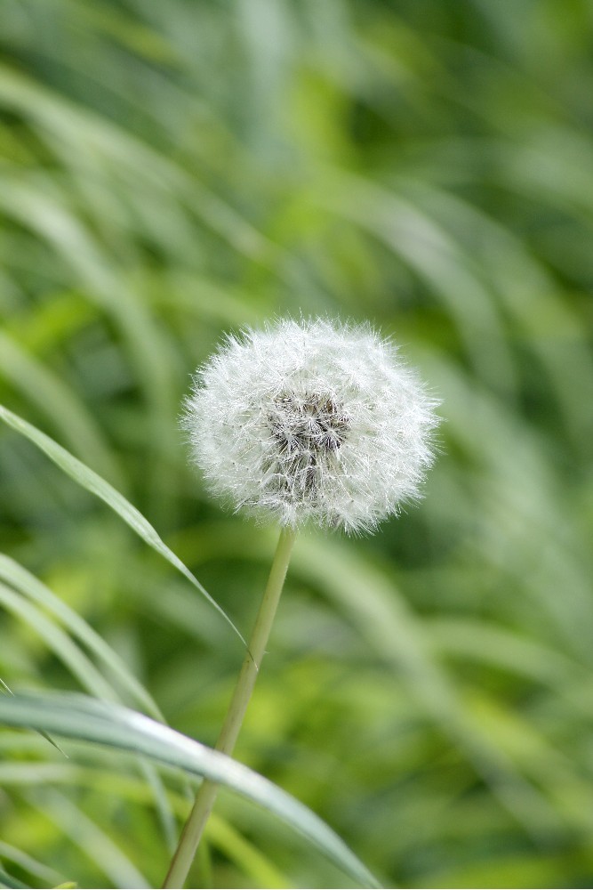 Pusteblume