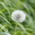 Pusteblume