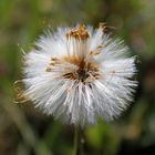 Pusteblume