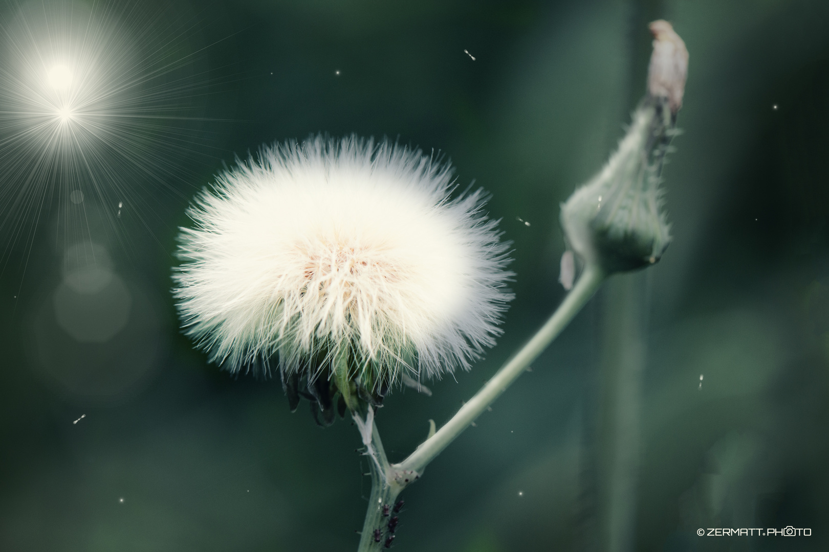 Pusteblume