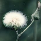 Pusteblume