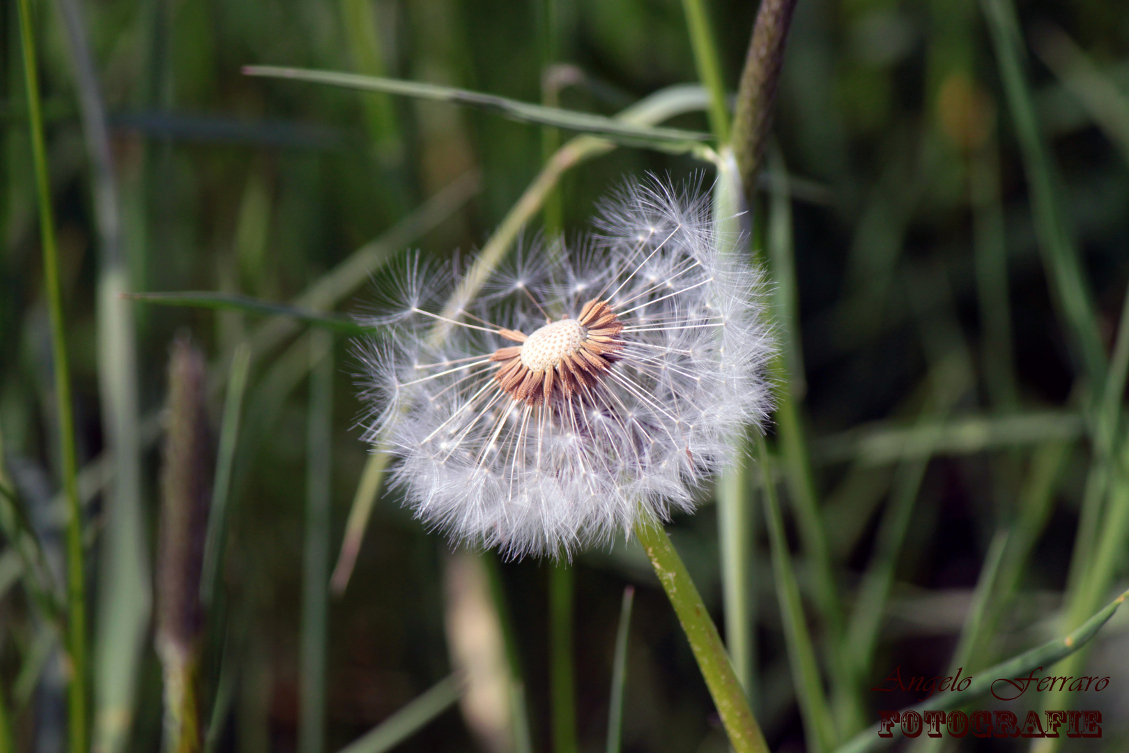 Pusteblume