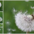 Pusteblume