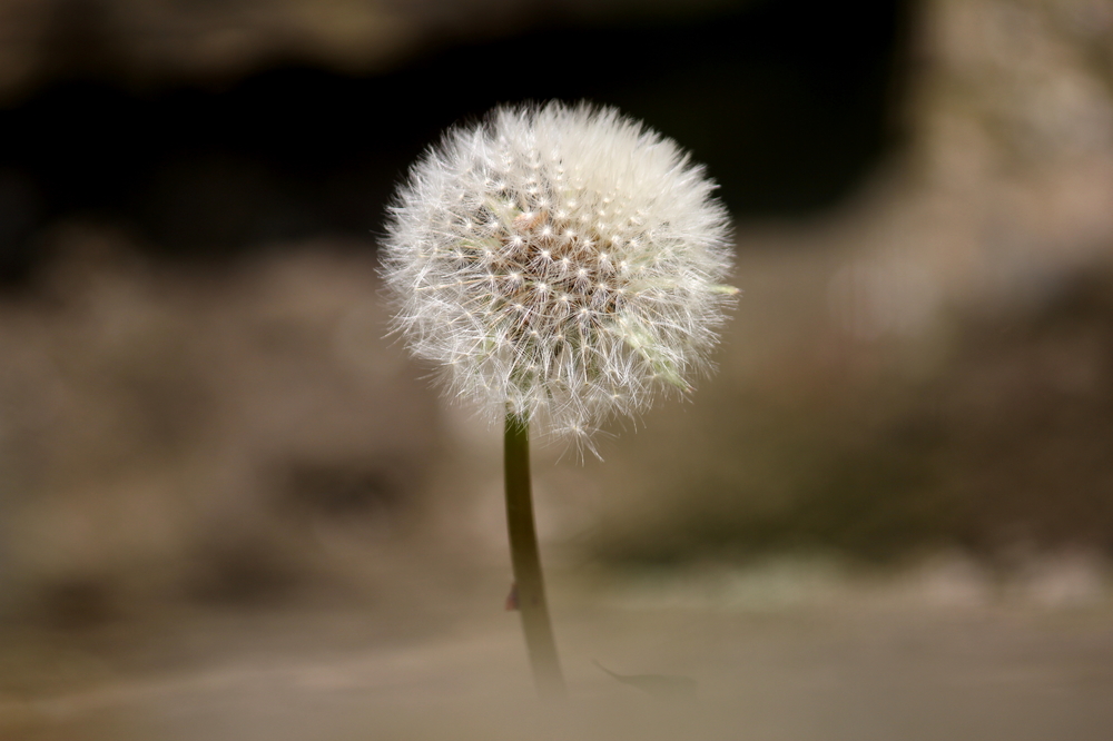 Pusteblume