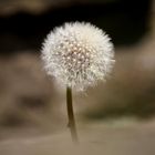 Pusteblume