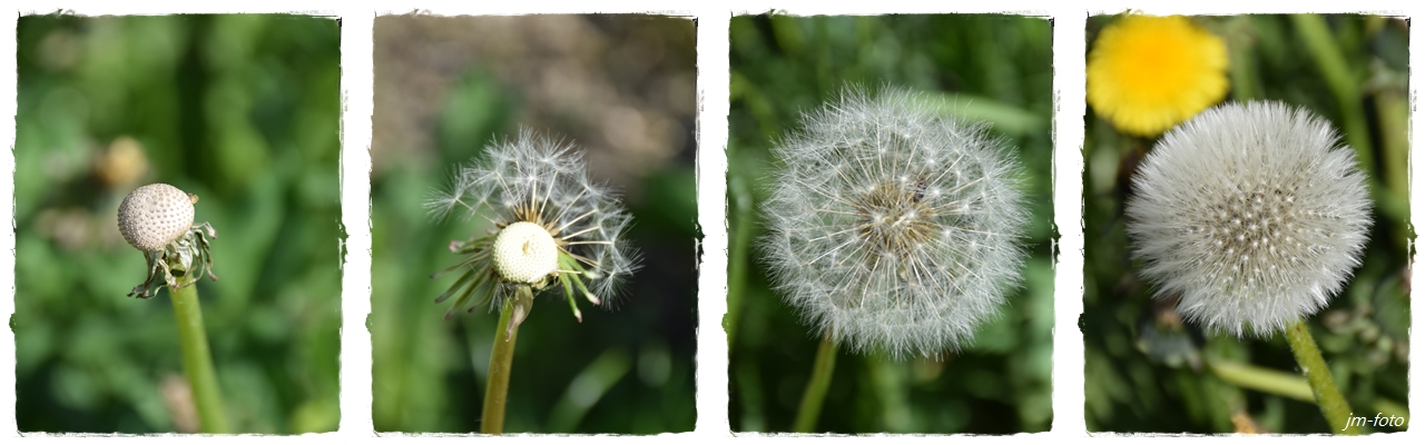 Pusteblume .....