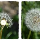 Pusteblume .....