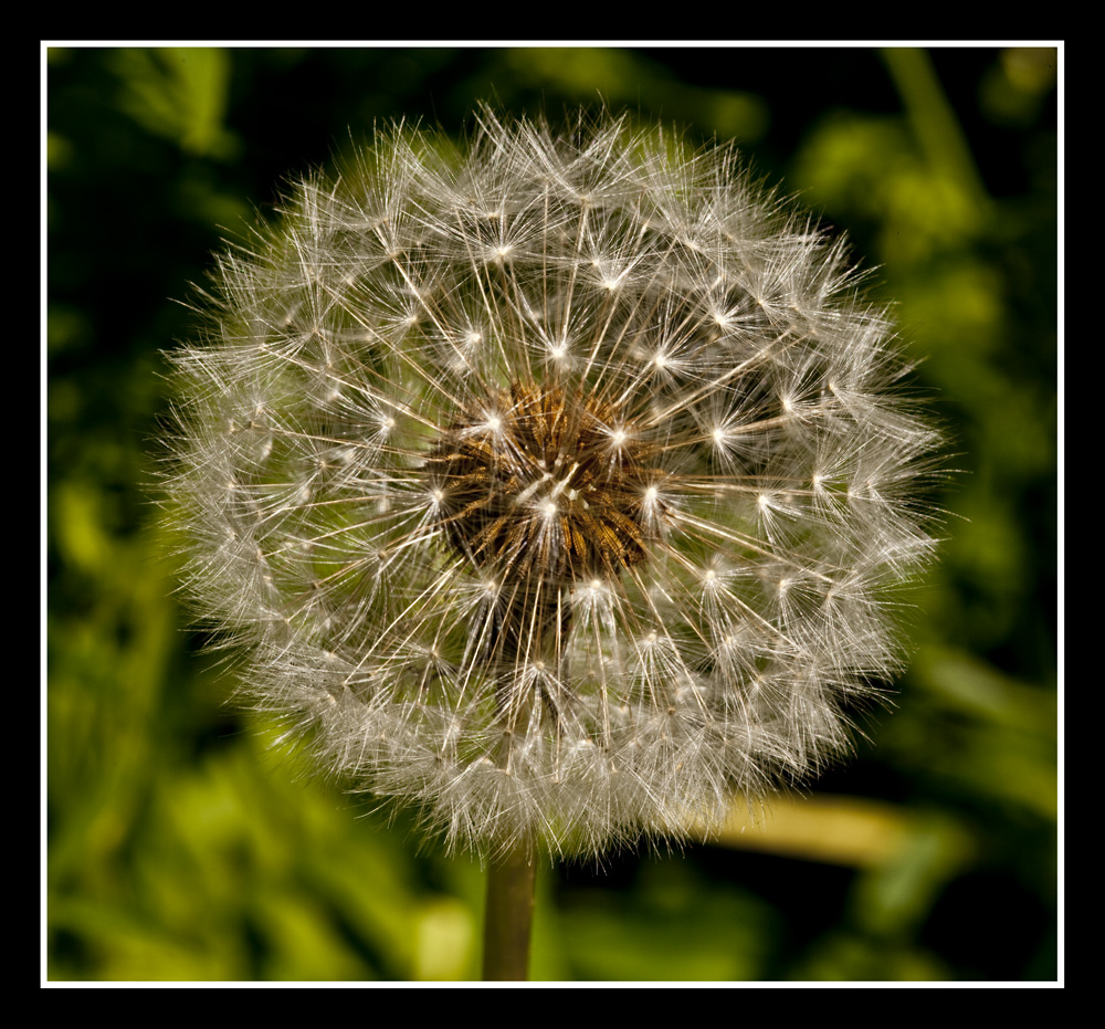 Pusteblume