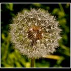 Pusteblume