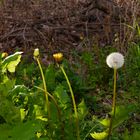 Pusteblume