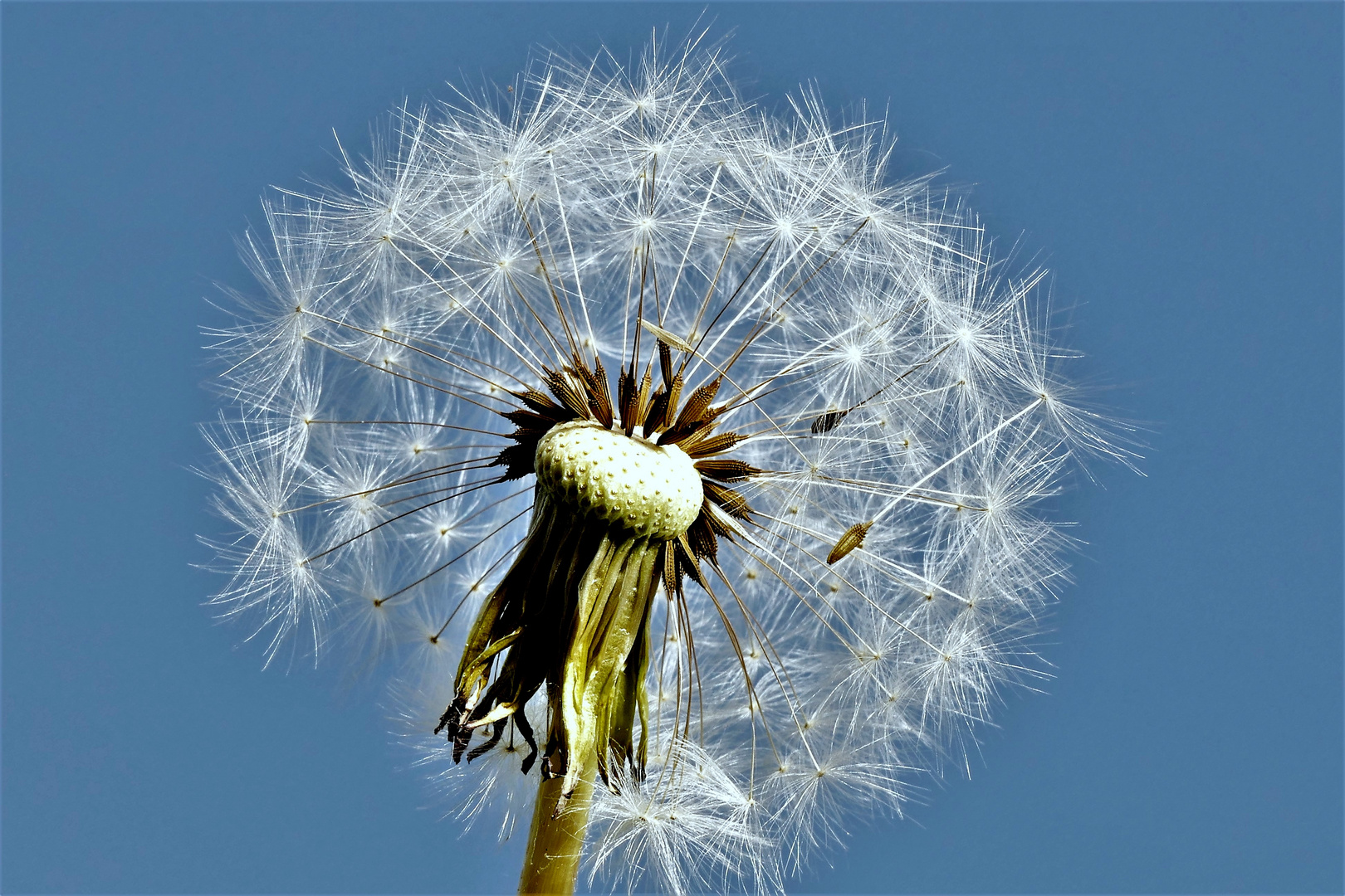Pusteblume Foto & Bild | jahreszeiten, frühling, pusteblume Bilder auf