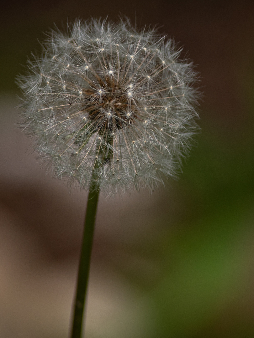 Pusteblume 