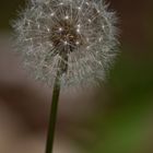 Pusteblume 