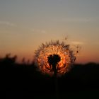 Pusteblume