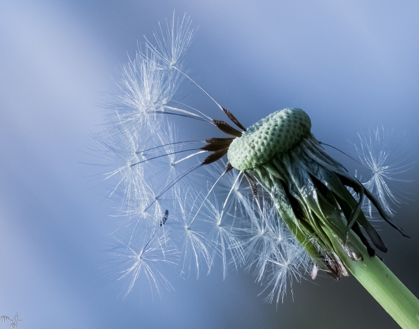 Pusteblume