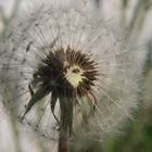 Pusteblume