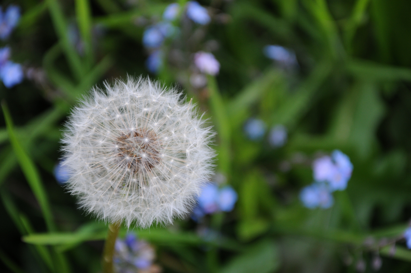 Pusteblume