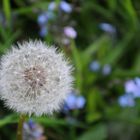 Pusteblume